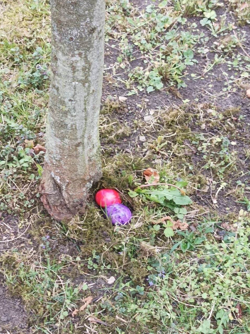 ./Eiersuche 2025/1747556930321.jpg